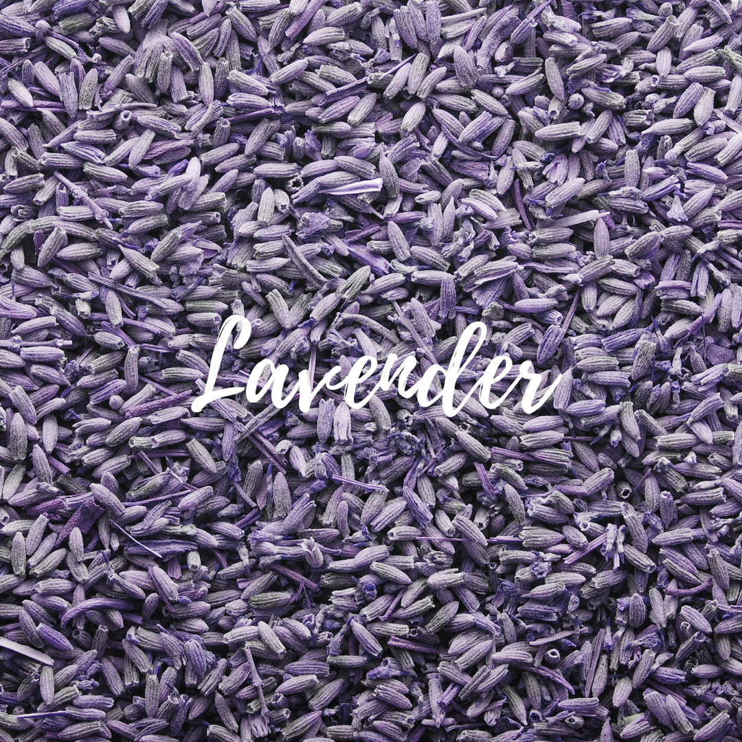 Lavender 16 oz