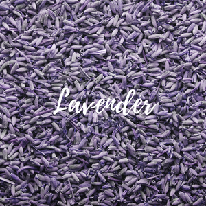 Lavender 16 oz